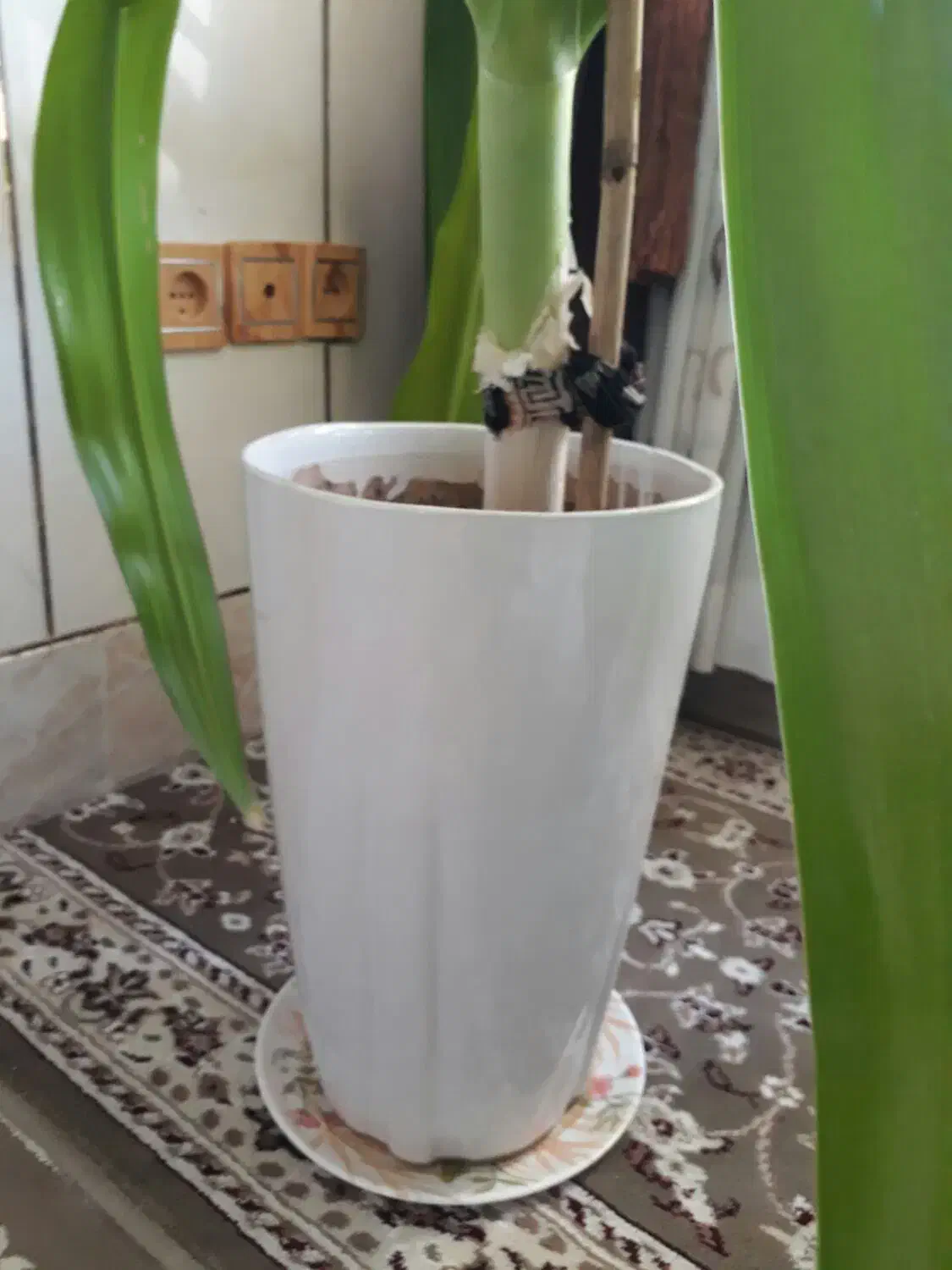 گل ذرتی شاداب|گل و گیاه طبیعی|شیراز, شهرک مهدیآباد|دیوار