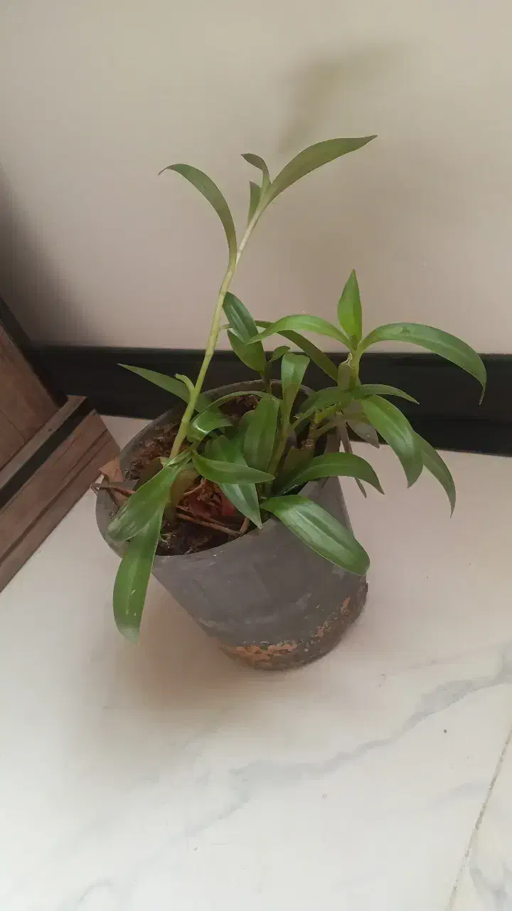 گل گهواره موسی و گل ناز|گل و گیاه طبیعی|قم, انسجام|دیوار