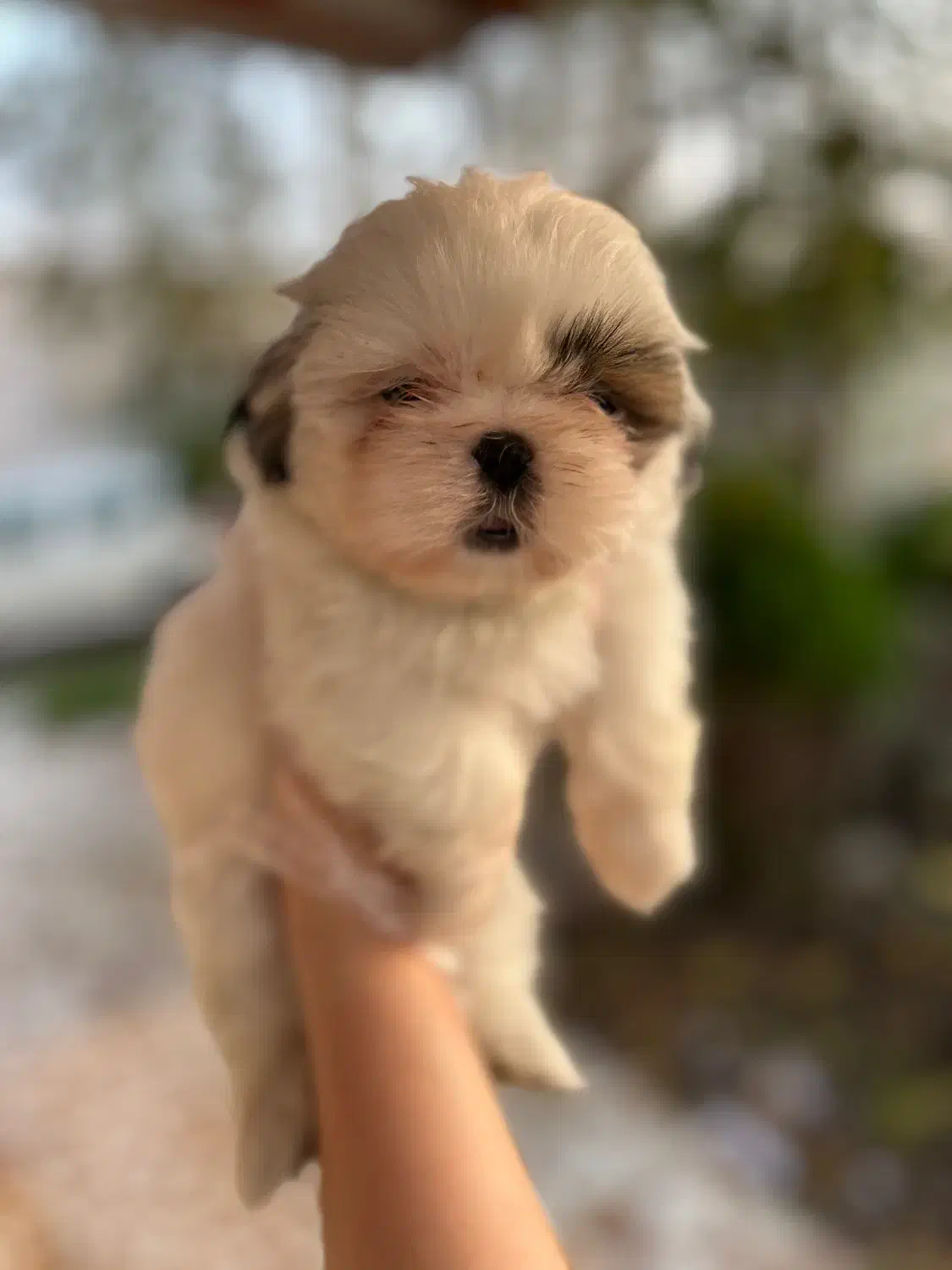 شیتزهای اصیل|سگ|رشت, گلسار|دیوار