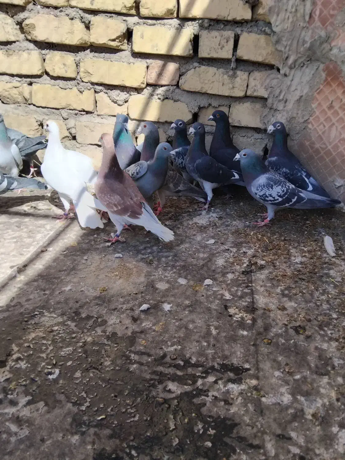 کبوتر پلاکی|پرنده|مرودشت, فرهنگ|دیوار