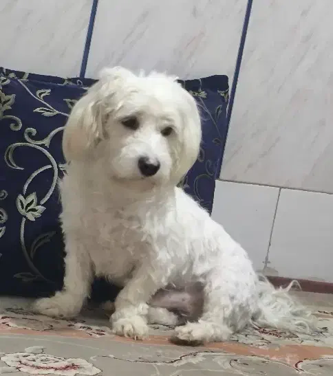 سگ نر|سگ|اصفهان, ملک‌شهر|دیوار