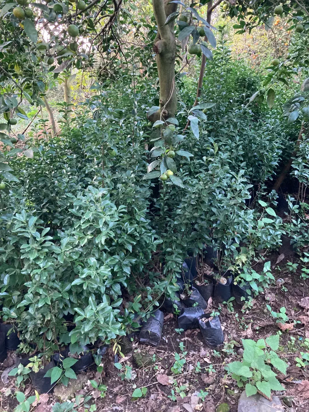 شمشاد سبز|گل و گیاه طبیعی|واجارگاه, |دیوار