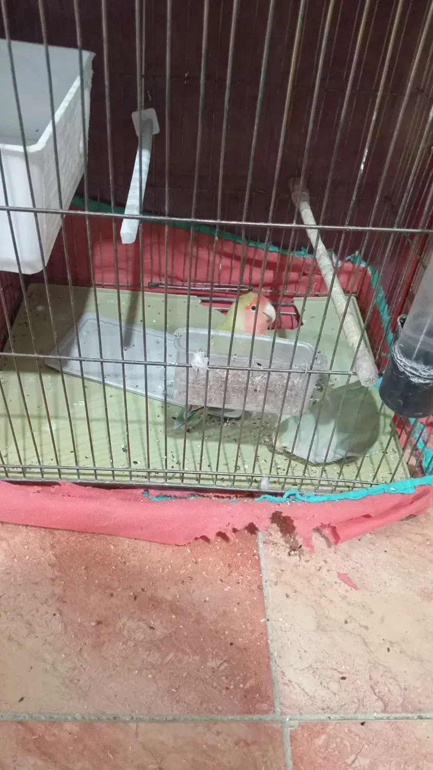 فروش یک جفت طوطی برزیلی زیبا ومولد|پرنده|نورآباد, |دیوار