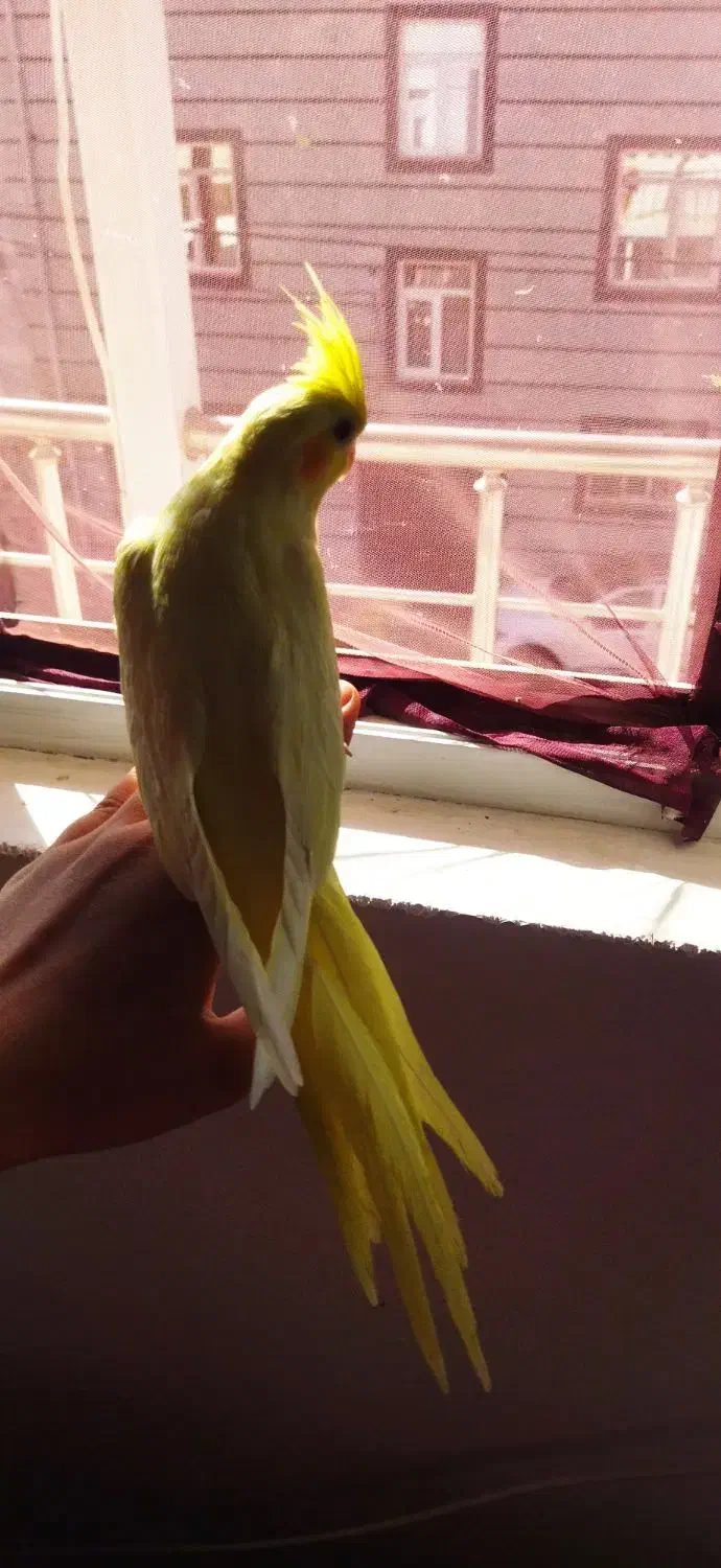 عروس هلندی لوتینو|پرنده|دهگلان, |دیوار