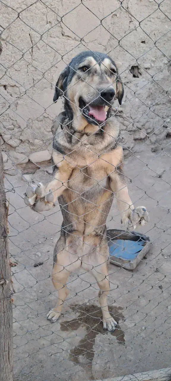 سگ پژدر|سگ|بیجار, |دیوار