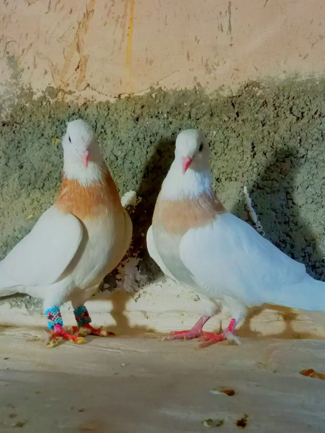 جفت طوقی|پرنده|شیروان (خراسان), |دیوار