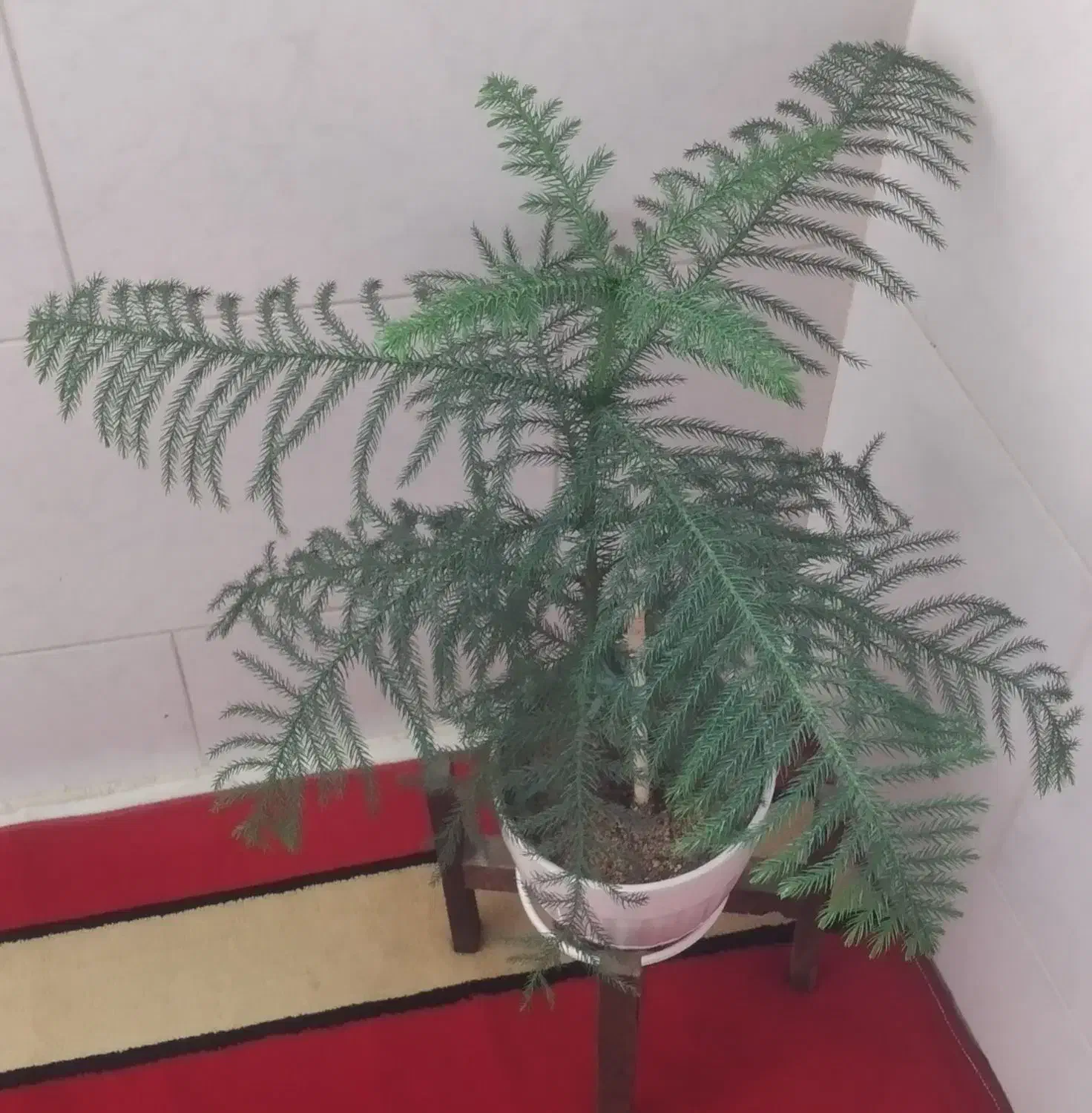 کاج مطبق|گل و گیاه طبیعی|اصفهان, ابر|دیوار