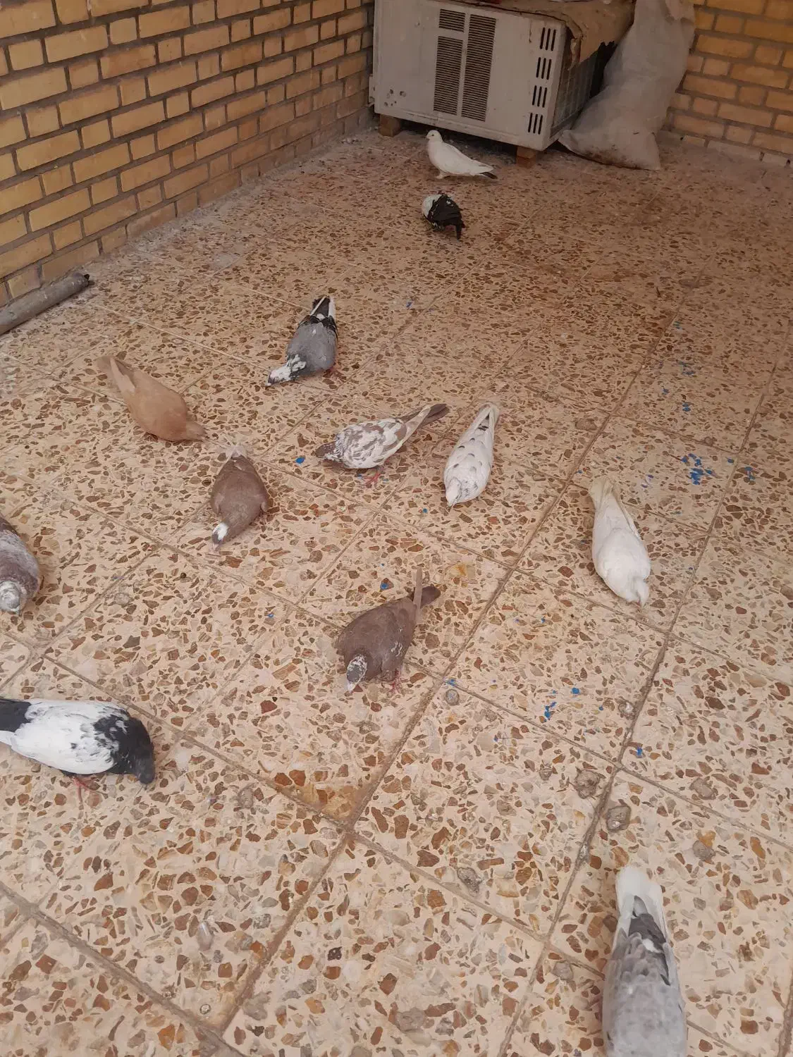 دوبال ۱۰۰|پرنده|دزفول, |دیوار