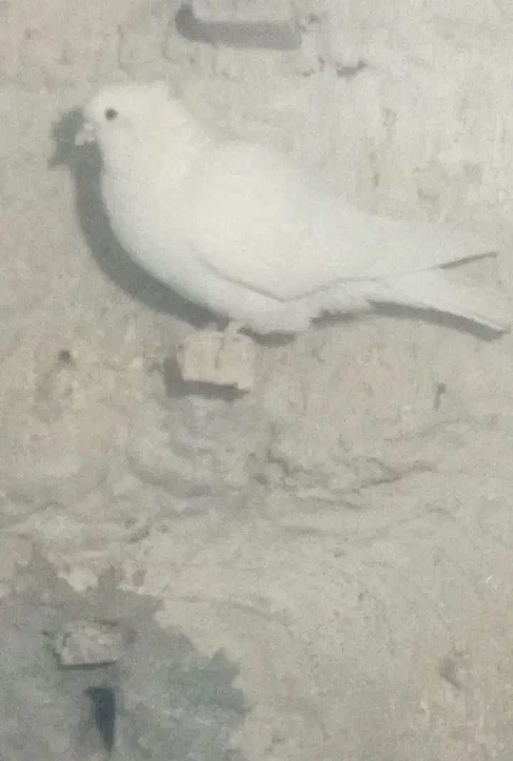 سفیدکلایی چشم سیاه|پرنده|نرماشیر, |دیوار