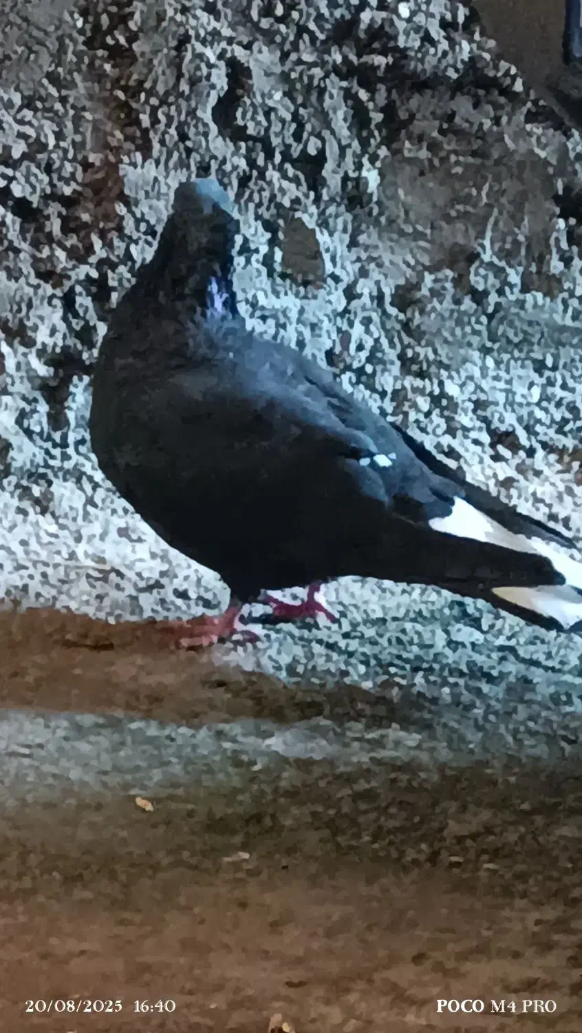 کبوتر|پرنده|ایوان, |دیوار