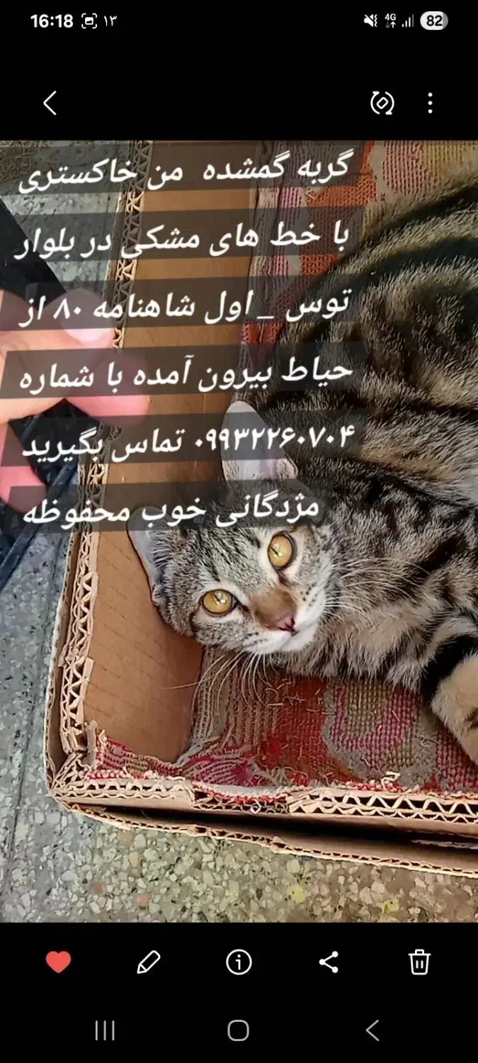 گربه گمشده|حیوانات|مشهد, توس فردوسی|دیوار