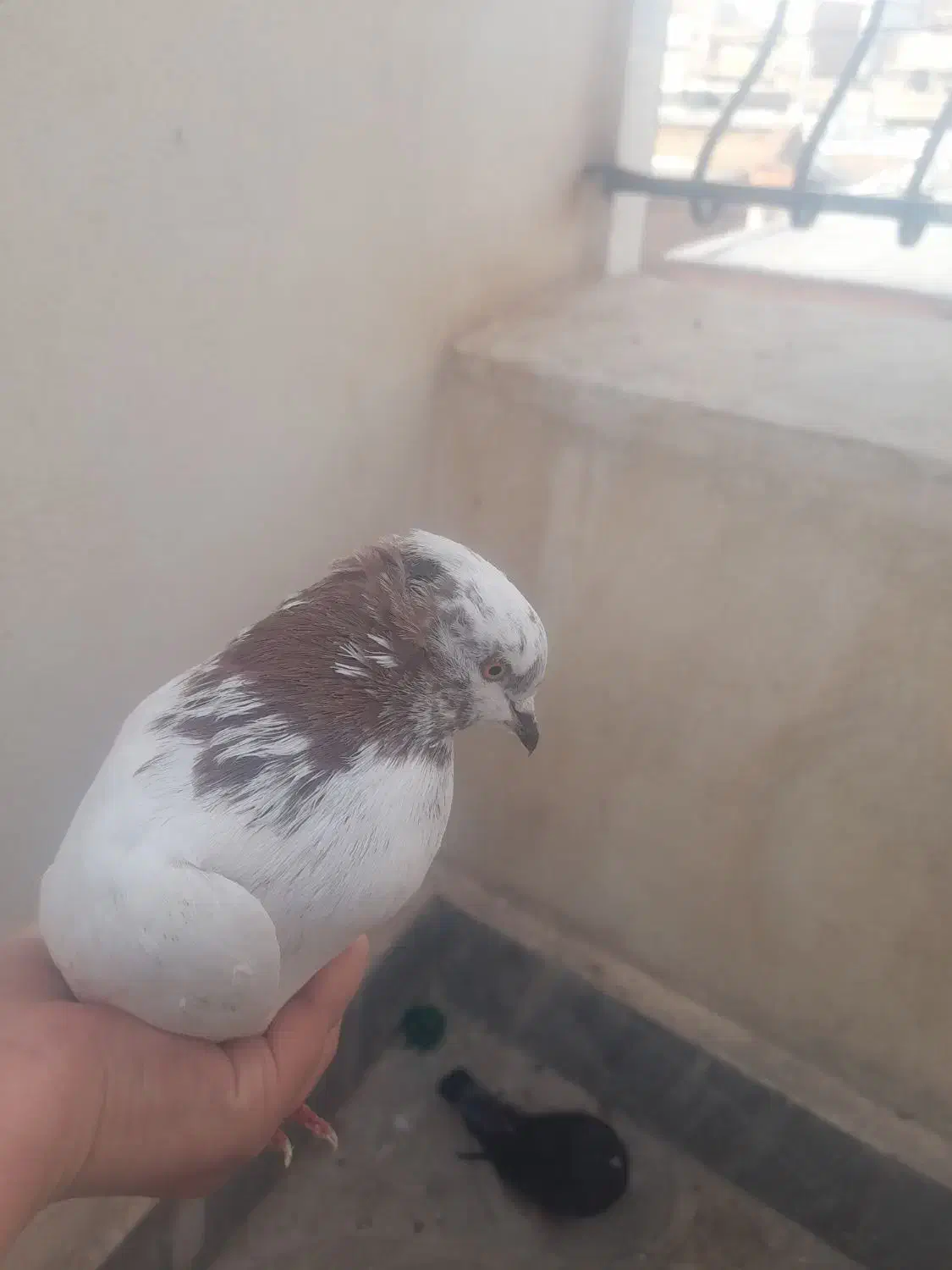 کفتر|پرنده|ماکو, |دیوار