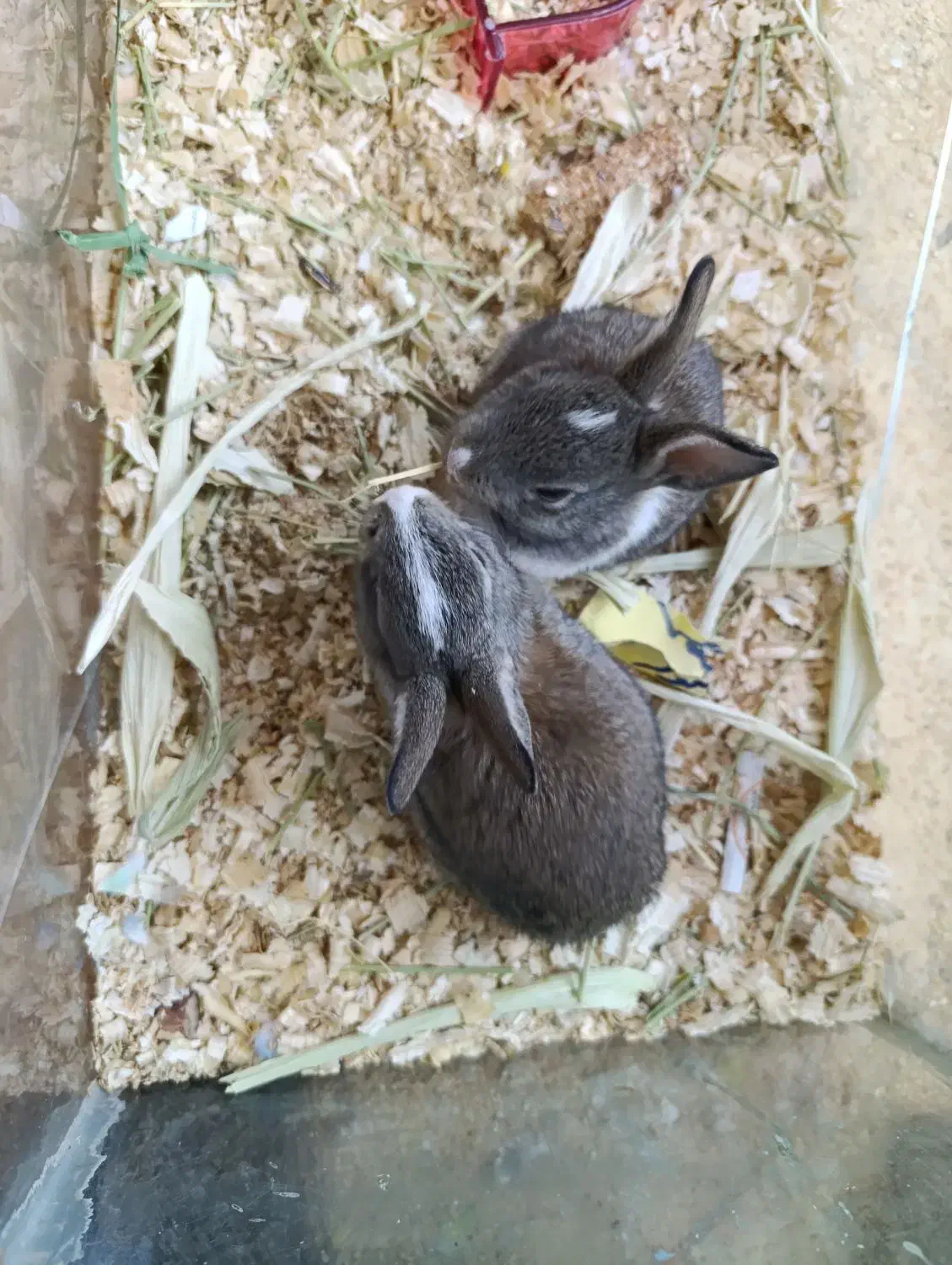 خرگوش|موش و خرگوش|بوشهر, |دیوار