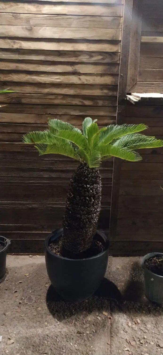 انواع گیاهان مقاوم به آب و هوای جزیره|گل و گیاه طبیعی|قشم, |دیوار