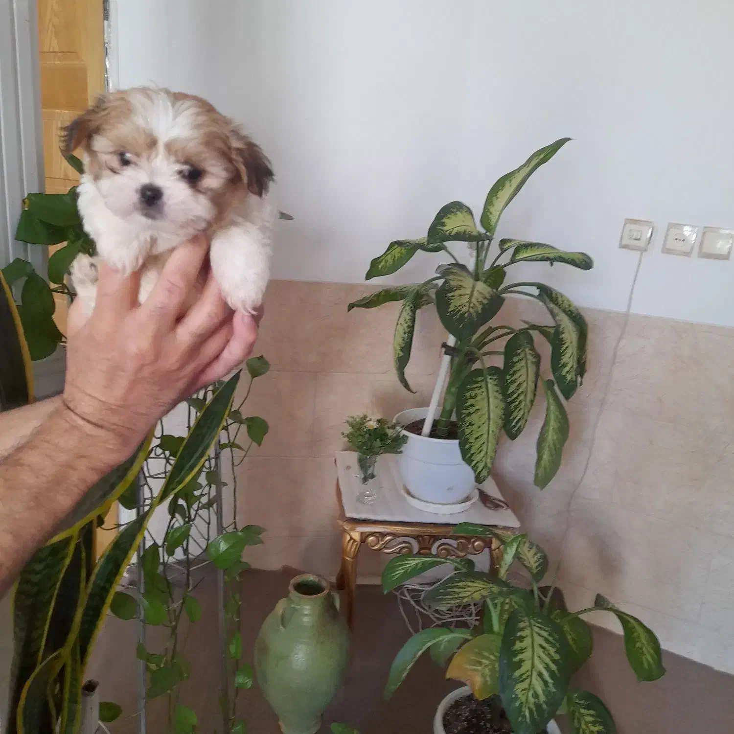 طوله سگ دوماه نیم شیتزو|سگ|مشهد, گلشور|دیوار