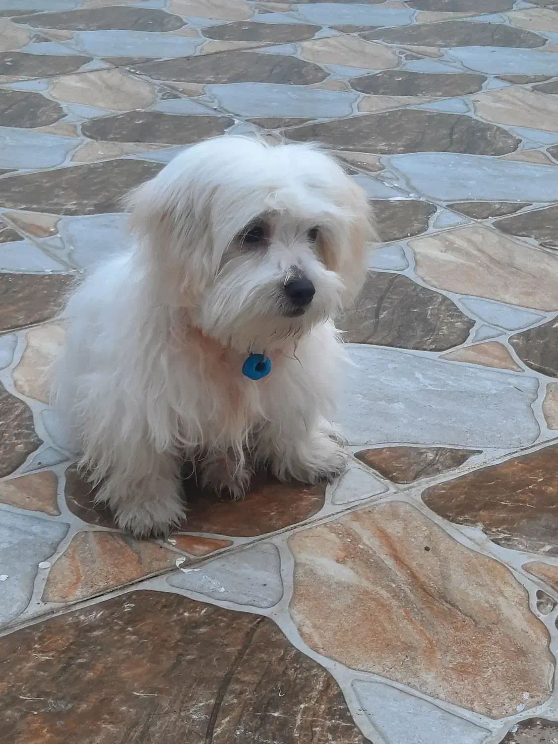 سگ اصل شیتزو|سگ|اندیمشک, |دیوار