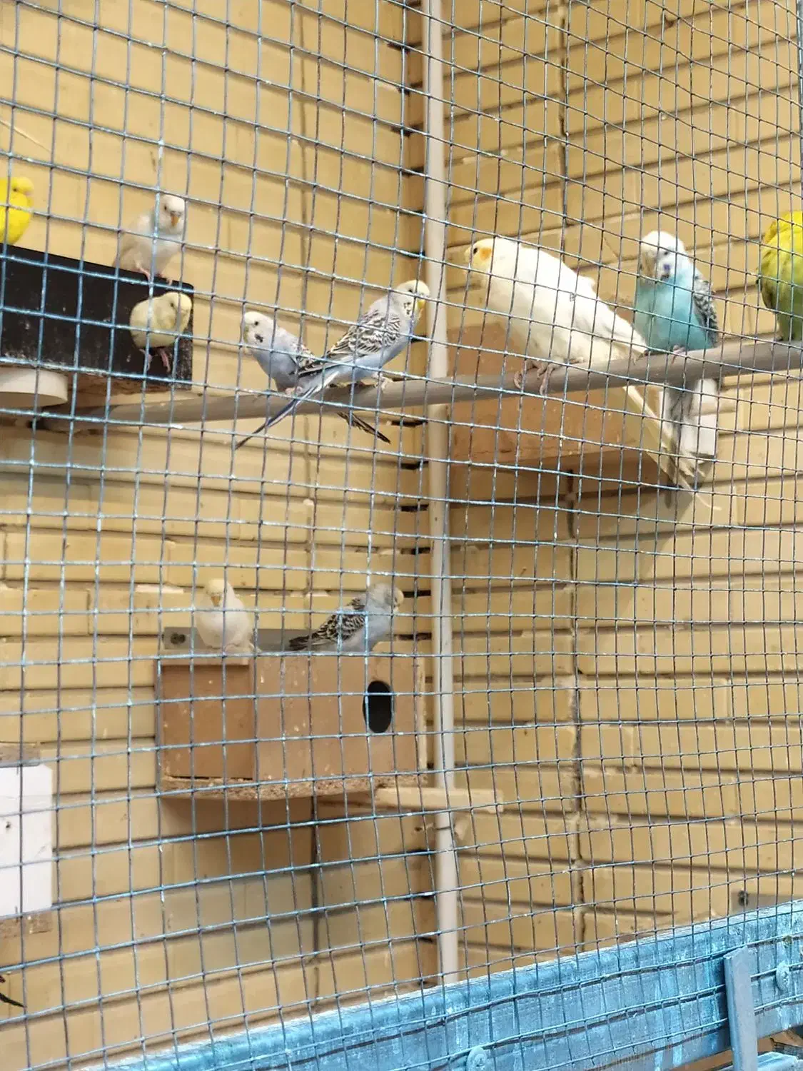 مرغ عشق|پرنده|شاهین‌شهر, شهرک گلدیس|دیوار