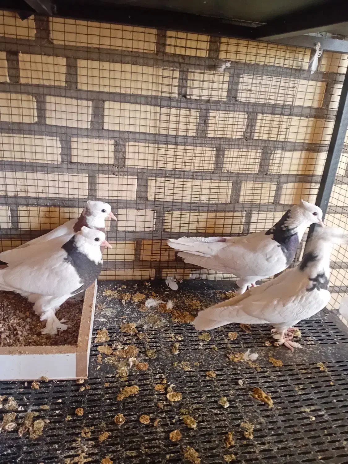 کبوتر|پرنده|دلیجان, |دیوار