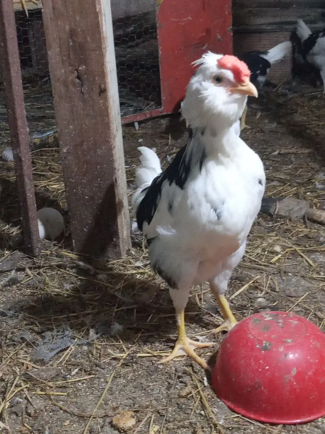 مرغ گلین با جوجه وخروس|حیوانات مزرعه|قائمشهر, |دیوار