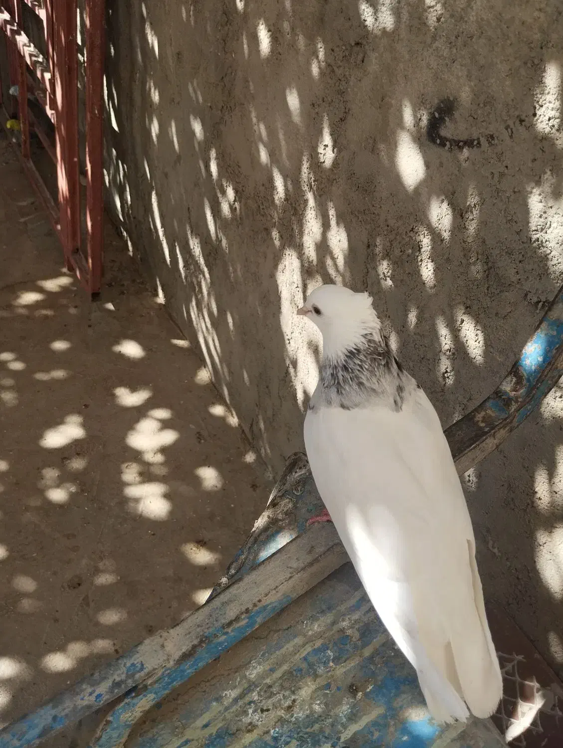 کبوتر طوقی|پرنده|لردگان, |دیوار