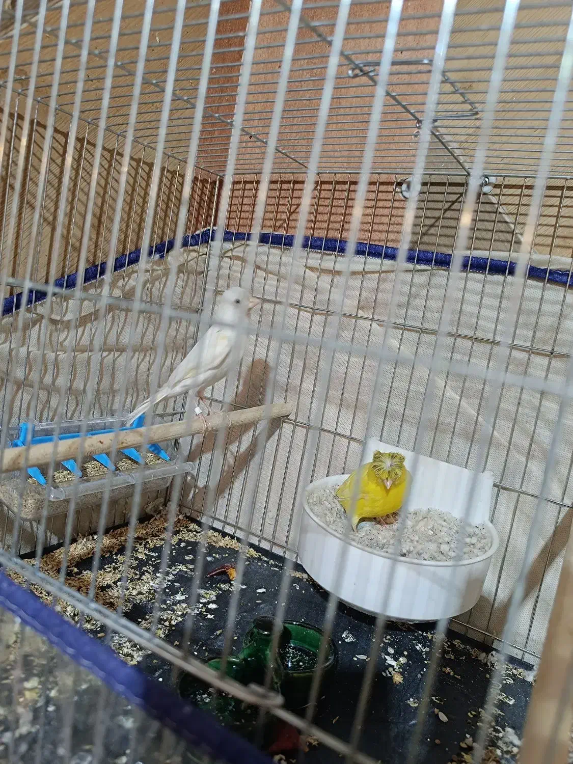 قناری|پرنده|قم, کلهری|دیوار