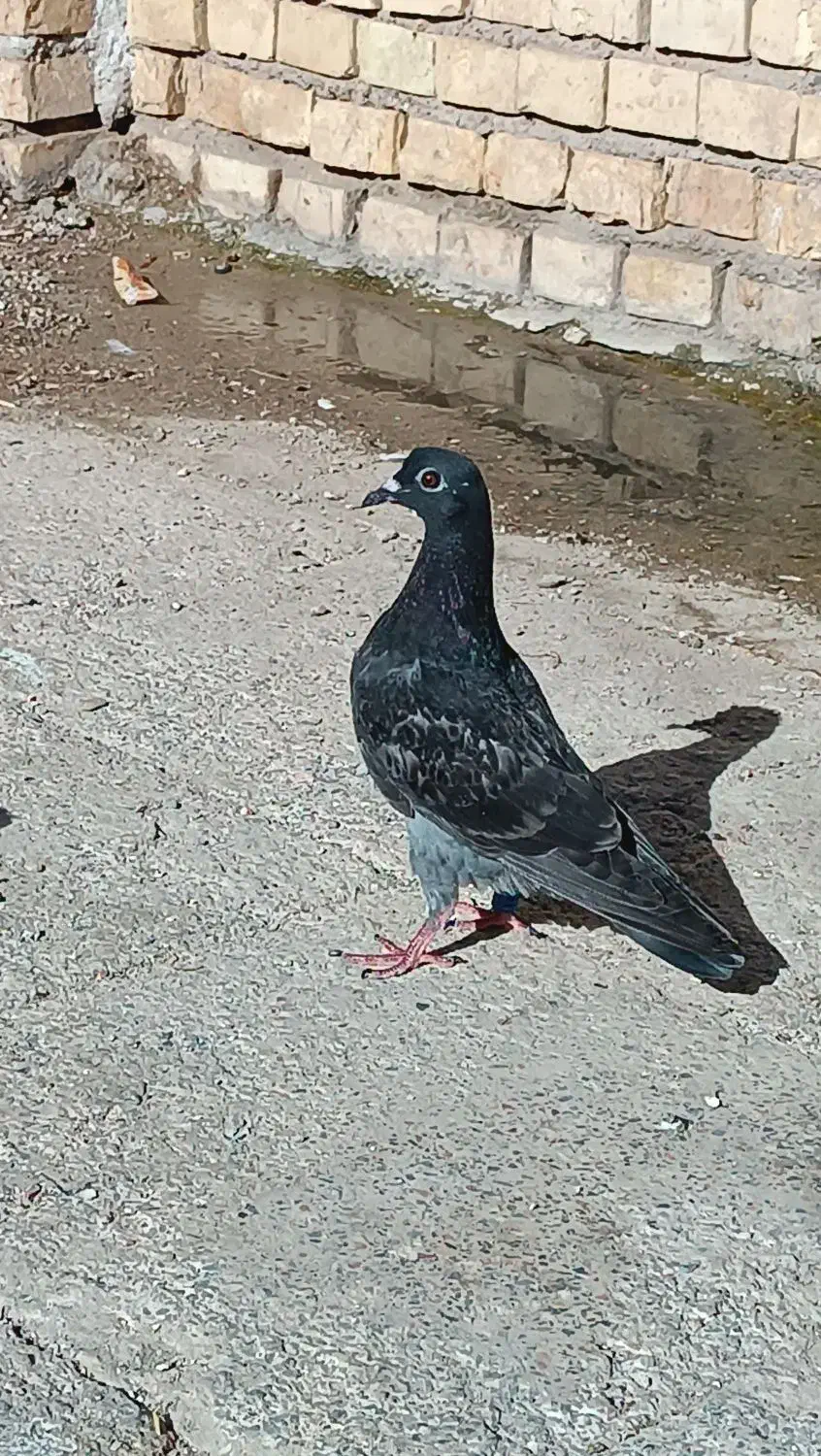 کفتر زاغ و پلاکی|پرنده|خرمشهر, |دیوار