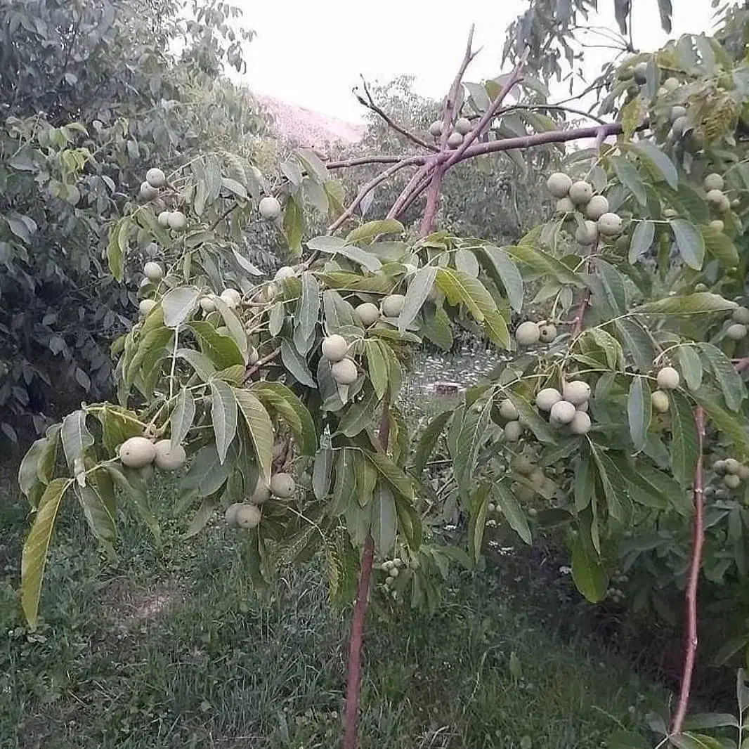 نهالستان سبز انواع نهالهای پربار وپیوندی|خدمات باغبانی و درختکاری|آمل, |دیوار