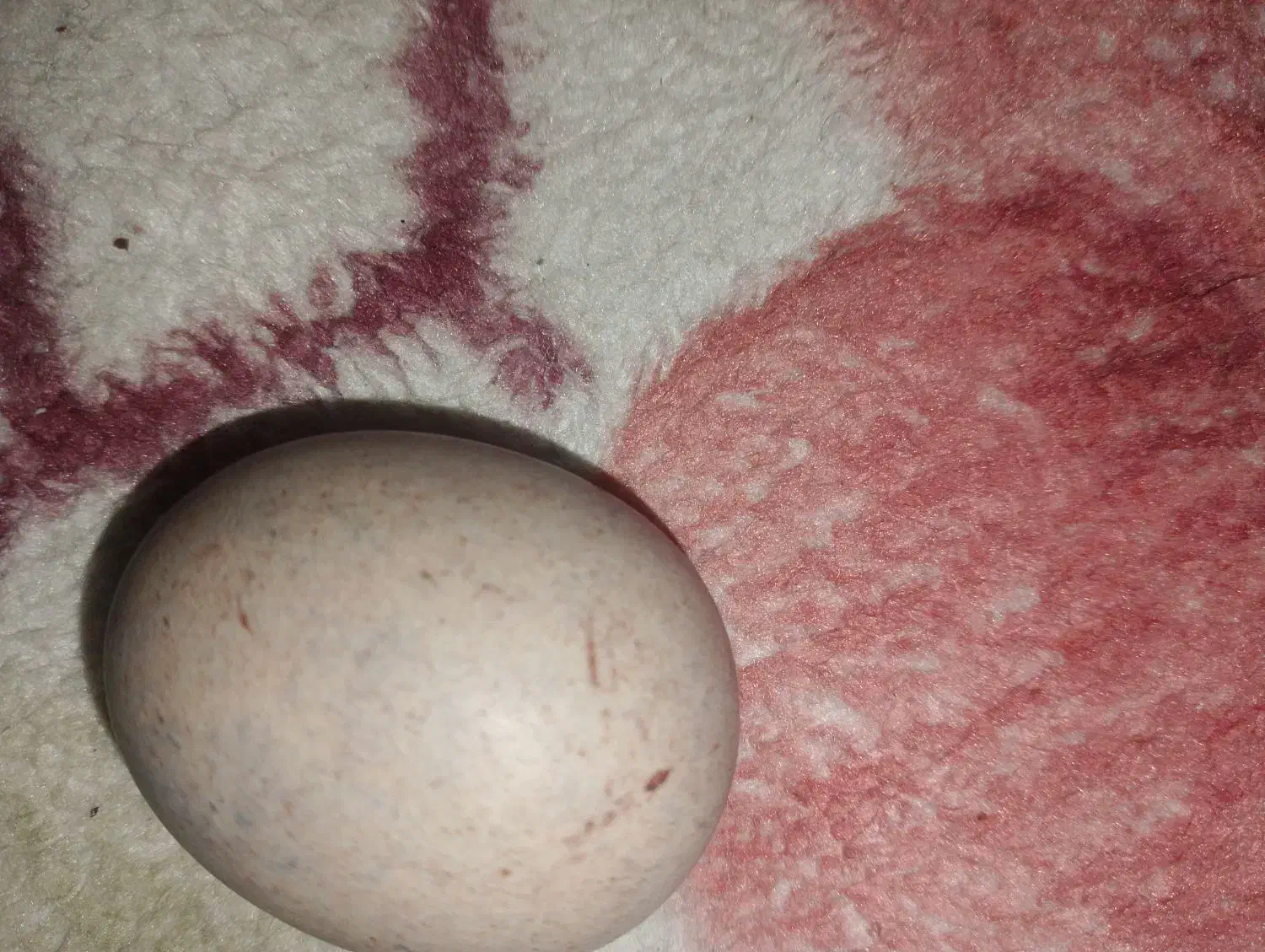 مهره خلاص|کلکسیون اشیاء عتیقه|قشم, |دیوار