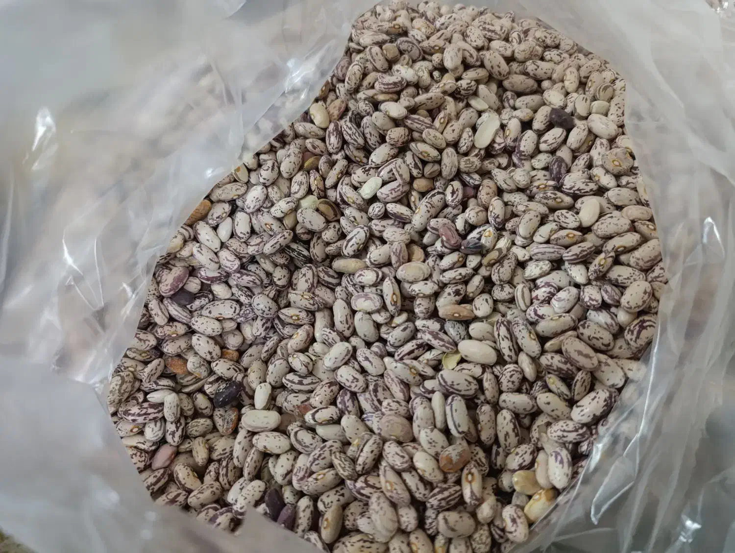 فروش لوبیا چیتی|خوردنی و آشامیدنی|بندرعباس, |دیوار