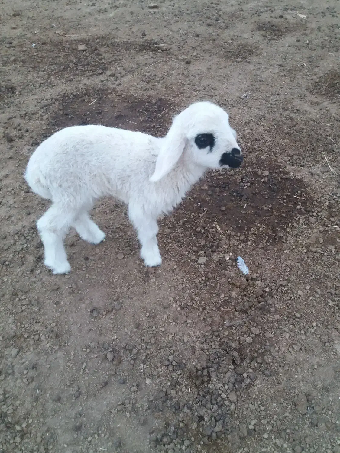 بره شیری|حیوانات مزرعه|بندر ماهشهر, |دیوار