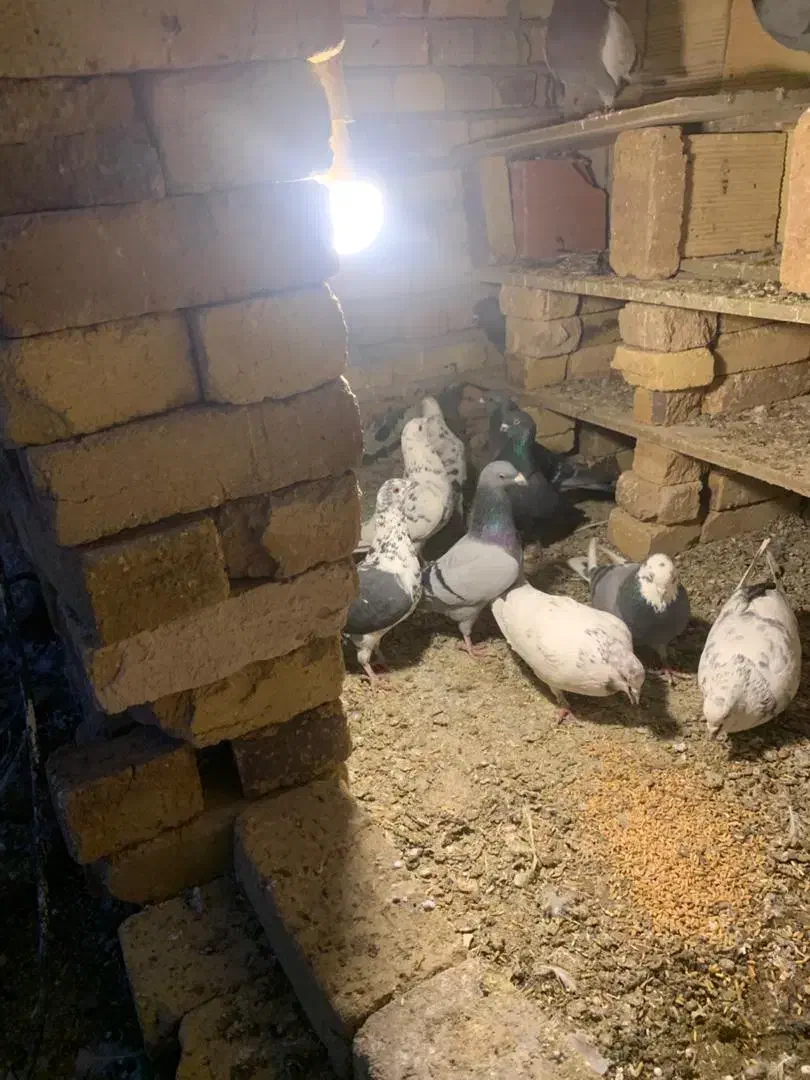 کبوترپرشی|پرنده|نوشین شهر, |دیوار