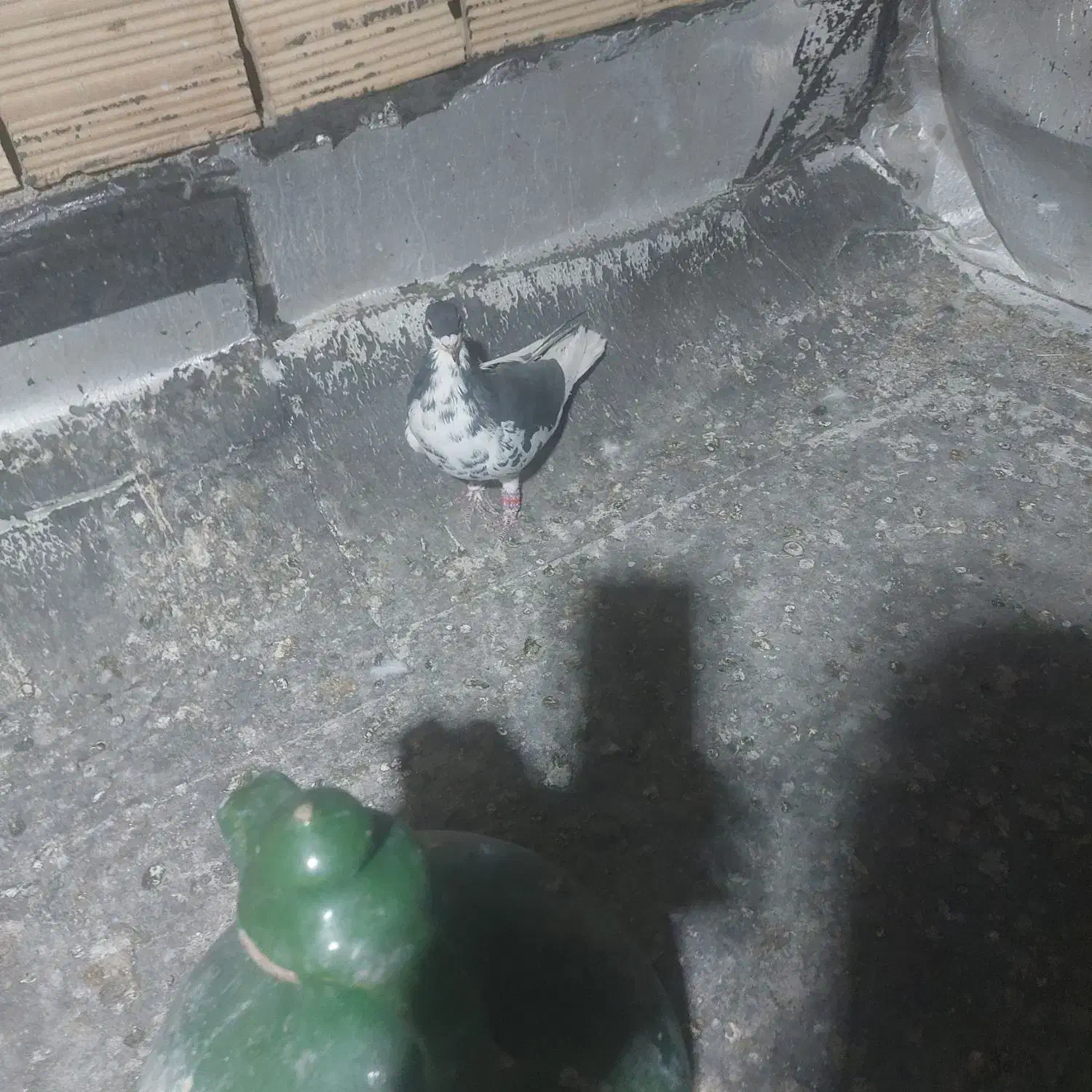 یال|پرنده|مرودشت, تامین اجتماعی‎|دیوار