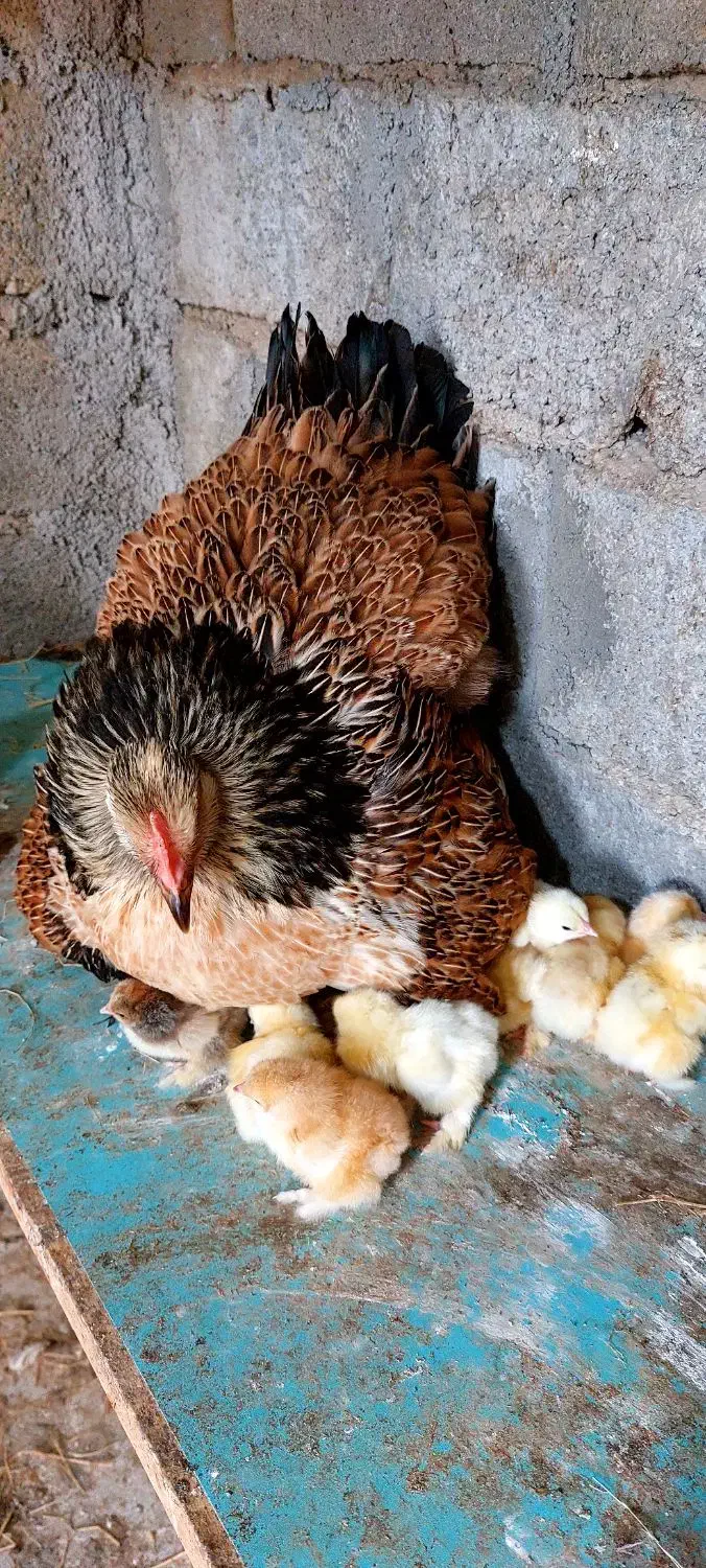 تخم نطفه دار برهما|حیوانات مزرعه|قائم‌شهر, |دیوار