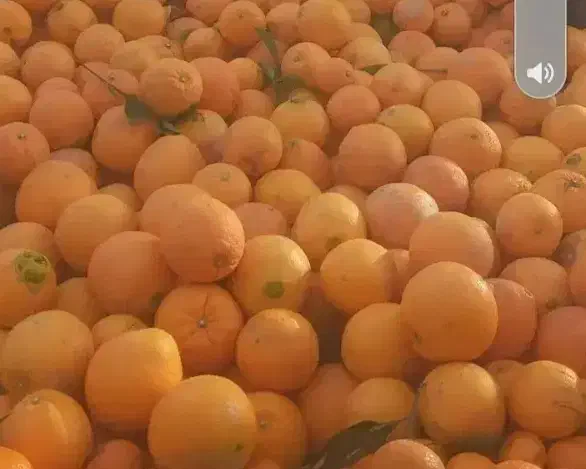 تامسون درجه یک شیرین|عمده‌فروشی|گرگان, |دیوار