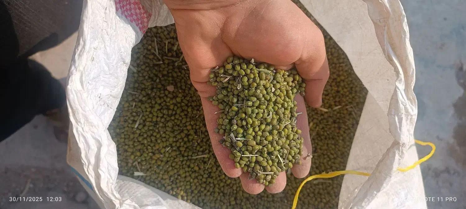 فروش ماش|خوردنی و آشامیدنی|گتوند, |دیوار