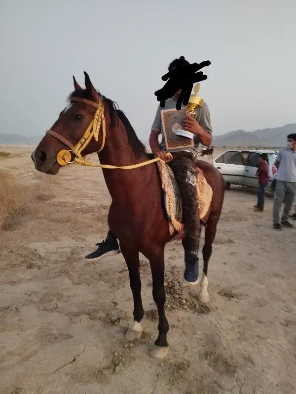 اسب نریان کورسی|اسب و تجهیزات اسبسواری|جیرفت, |دیوار