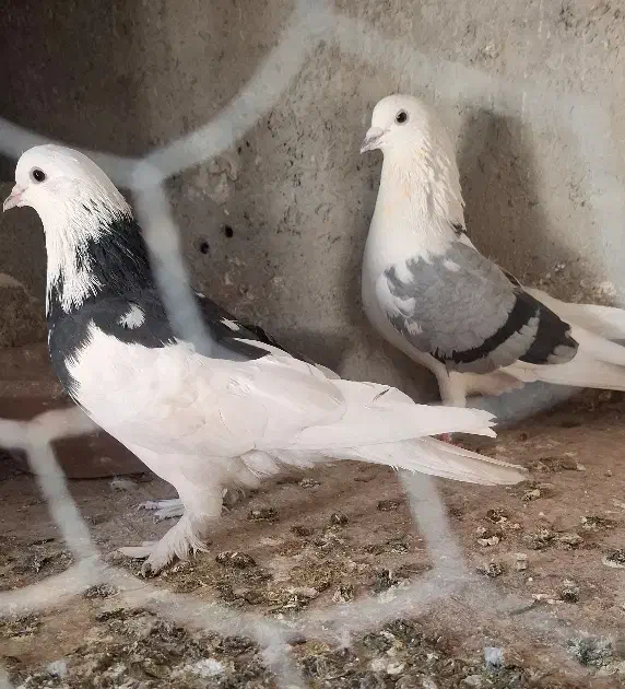 کبوتر پرشی|پرنده|شهریار, فرارت|دیوار