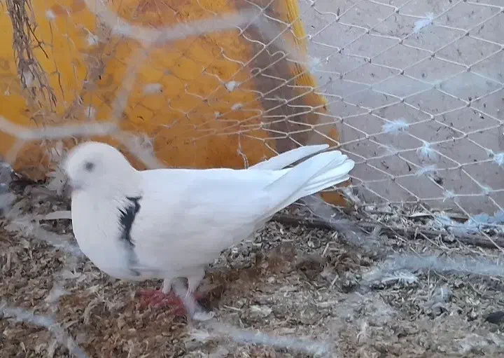 کفتر|پرنده|گرمسار, |دیوار