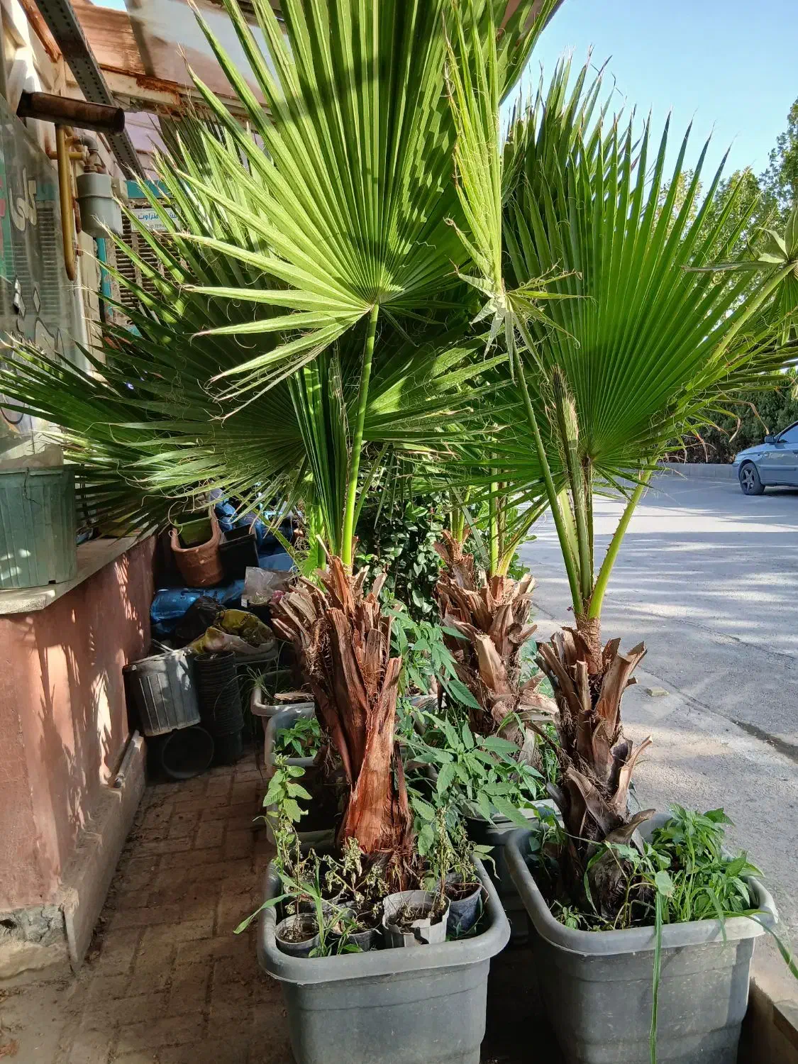 گل وگیاه پالم واشنگتن|گل و گیاه طبیعی|مشهد, حجت|دیوار