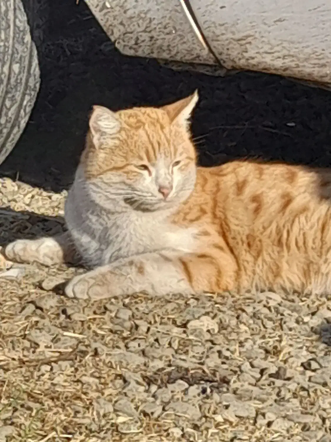 گربه فهمیده و پسند گربه طلایی|گربه|انزل, |دیوار