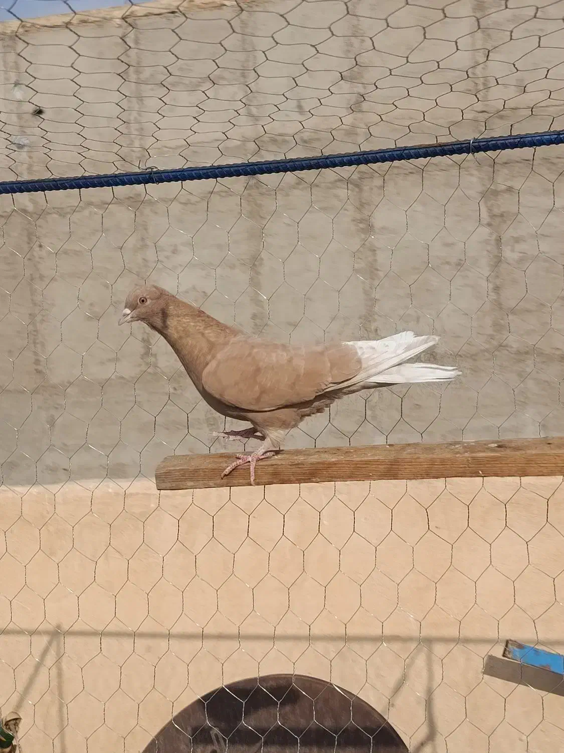 کفتر خوب|پرنده|اسلامشهر, شهرک مفیدی|دیوار