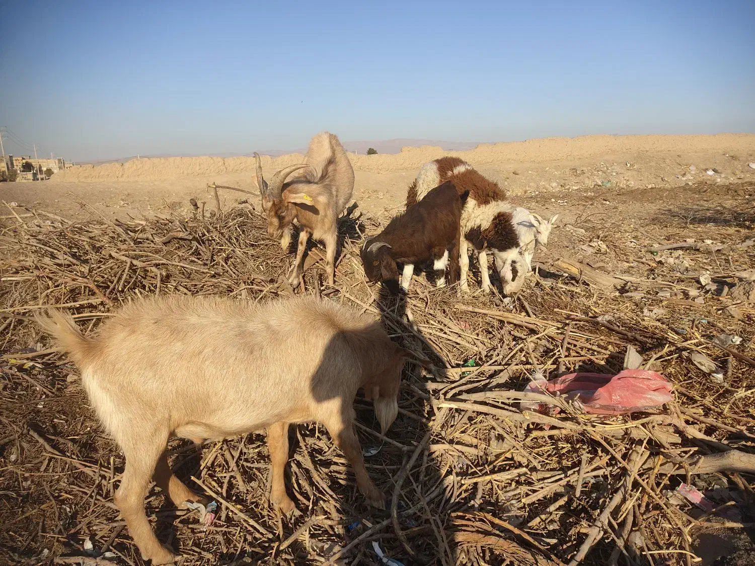 نر بز سانن پاکستانی و الپاین|حیوانات مزرعه|فریمان, |دیوار