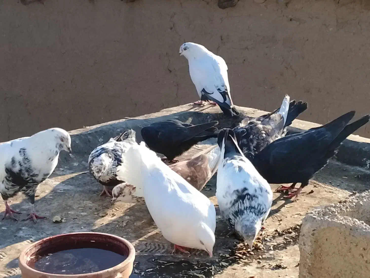 کفتر|پرنده|کوزران, |دیوار