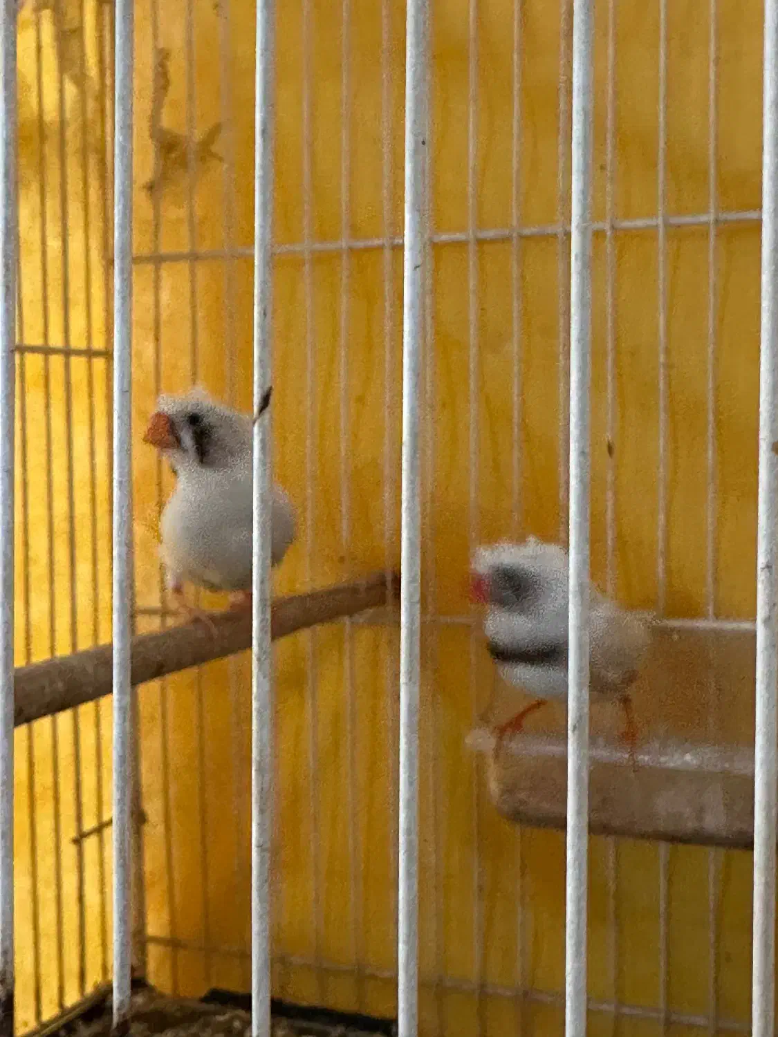 جفت فنچ لپ سیاه کاکلی(روی جوجه)|پرنده|طبس, |دیوار