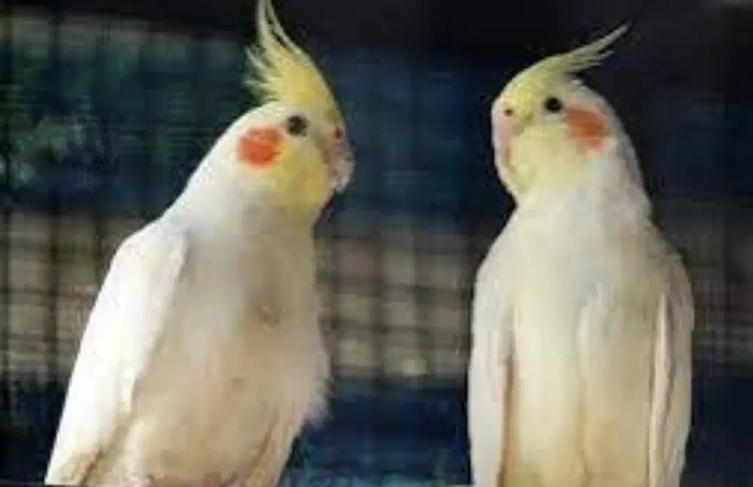 عروس هلندی نر و ماده|پرنده|کرج, عظیمیه|دیوار