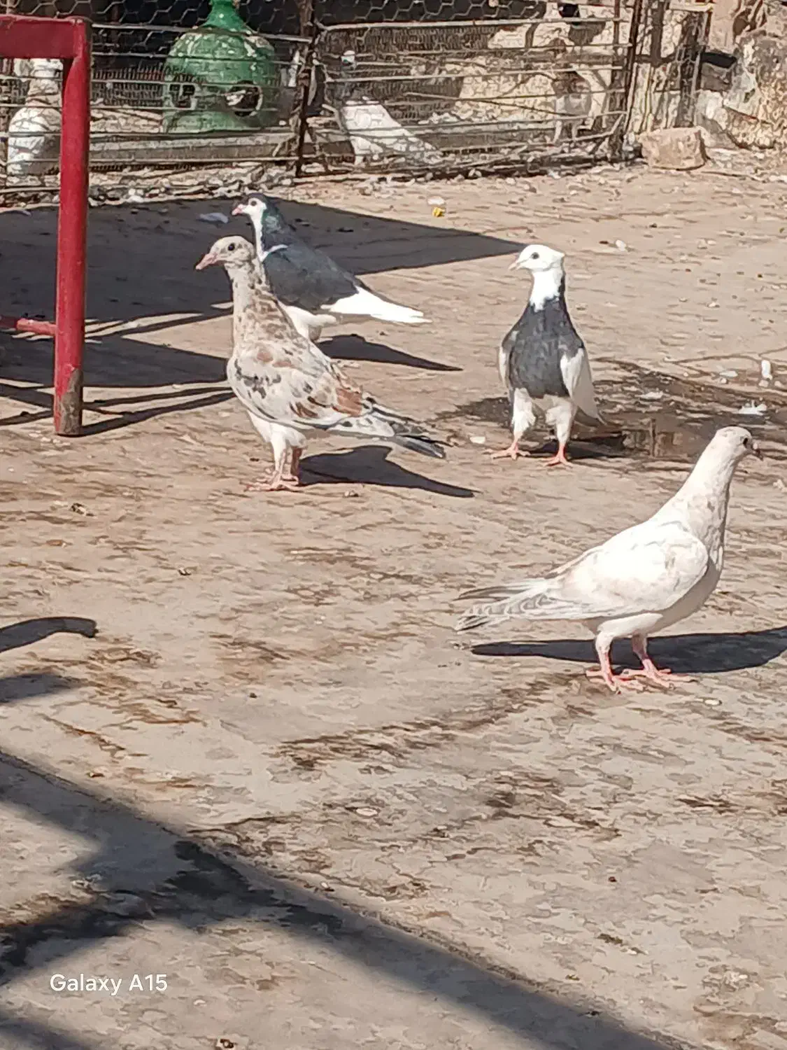 خطی مغلف|پرنده|اقبالیه, |دیوار