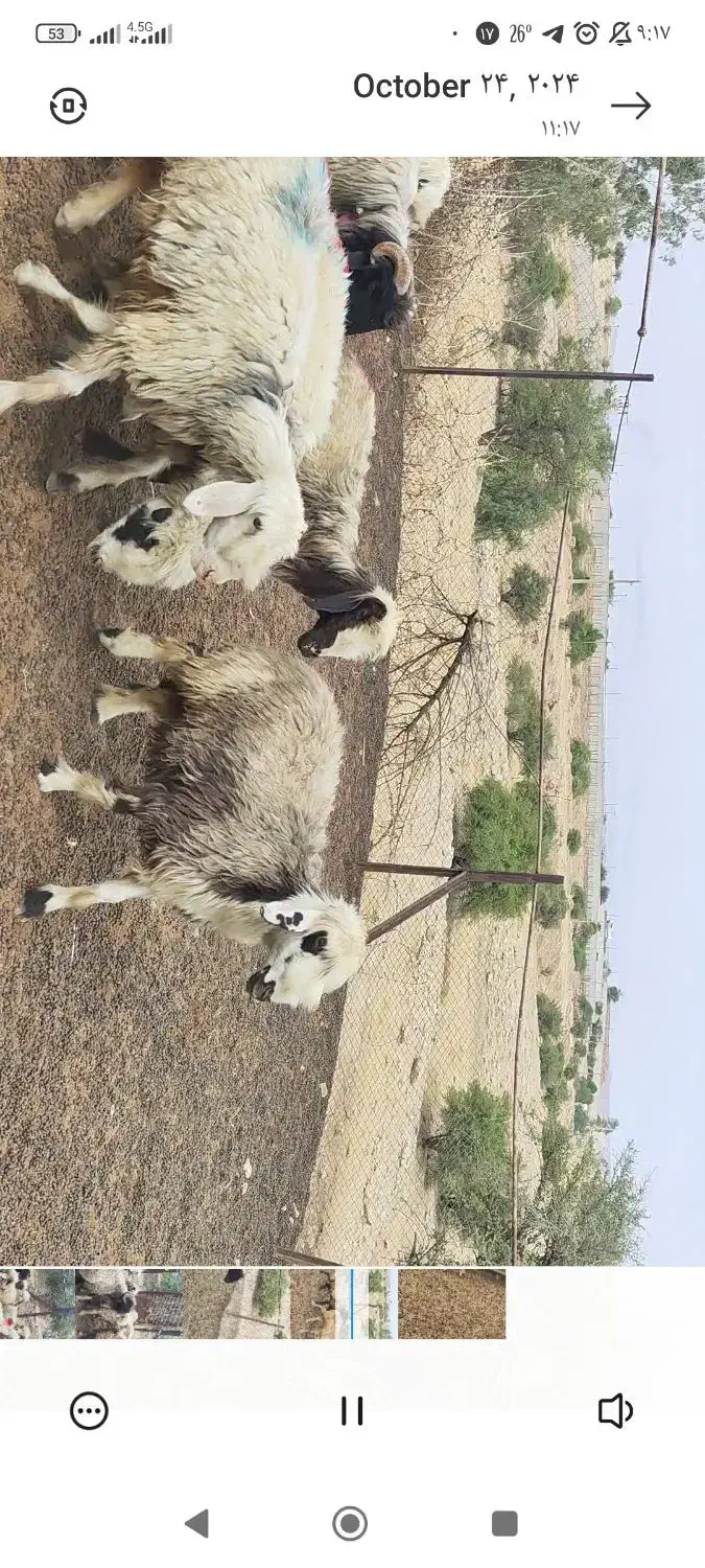 گله گوسفند میش بختیاری|حیوانات مزرعه|کرمانشاه, |دیوار