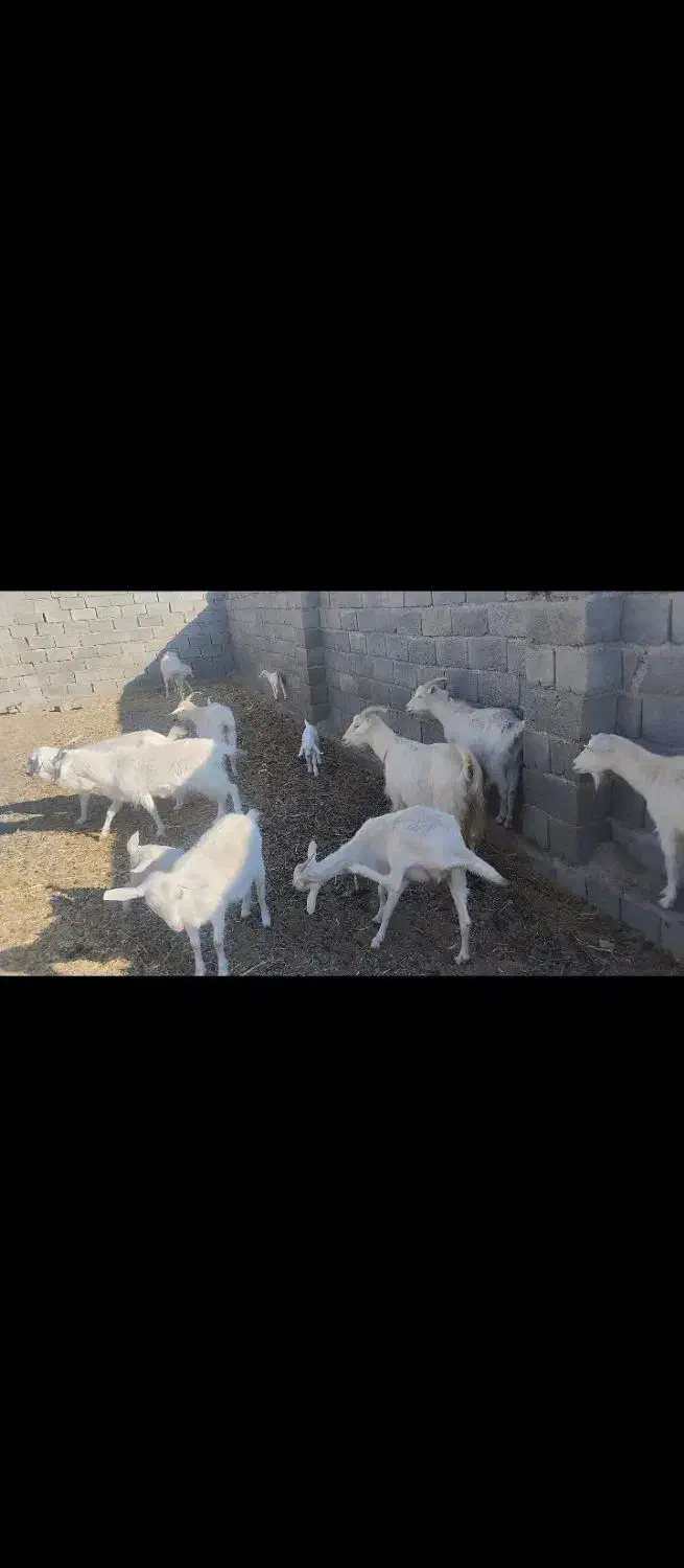 بز سانن اصل|حیوانات مزرعه|بافت, |دیوار