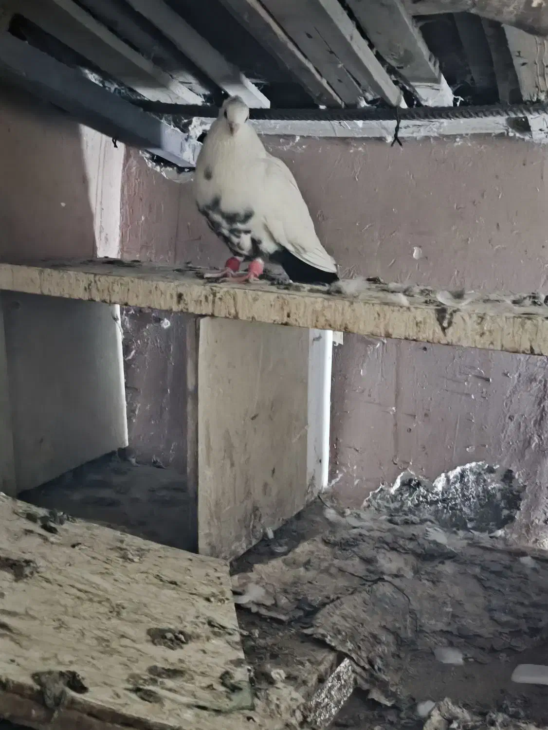 کبوتر رنگی|پرنده|اهواز, طالقانی|دیوار