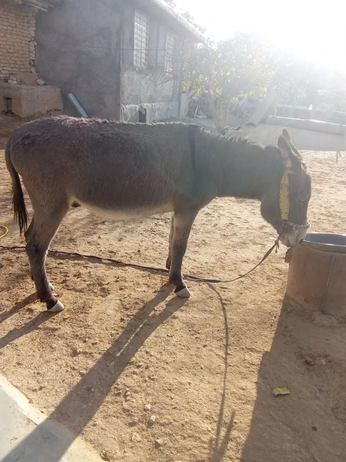 الاغ|حیوانات مزرعه|یاسوج, |دیوار